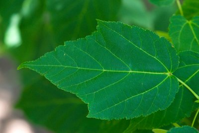 Acer davidii ssp. Grosseri - javor Davidův hrubý - list